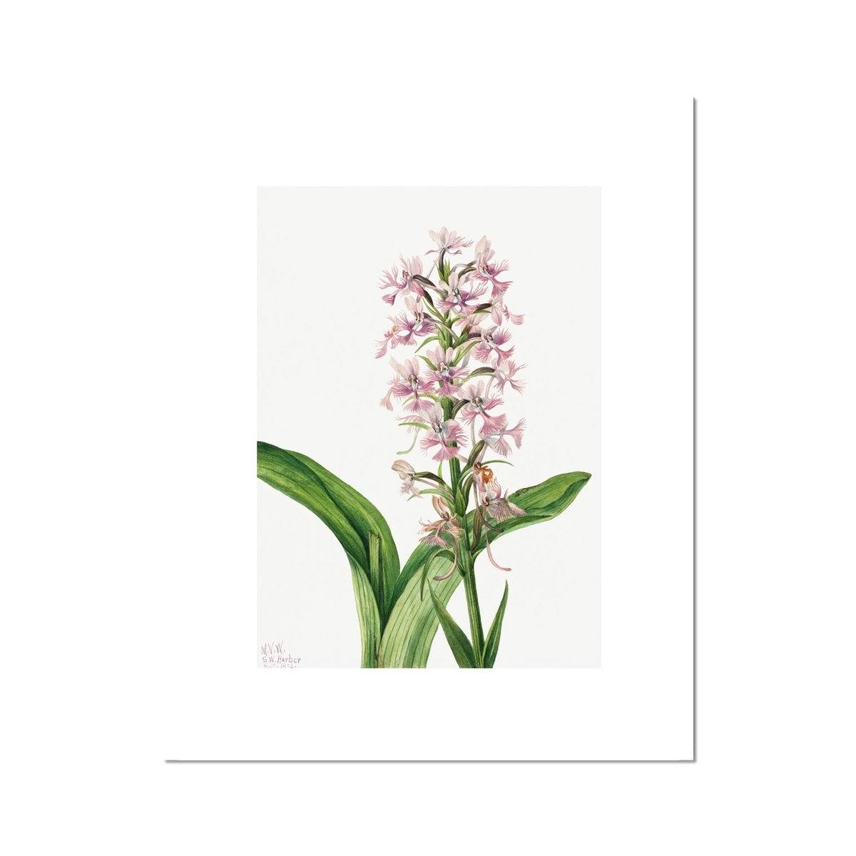 Purple Orchid Fine Art Print